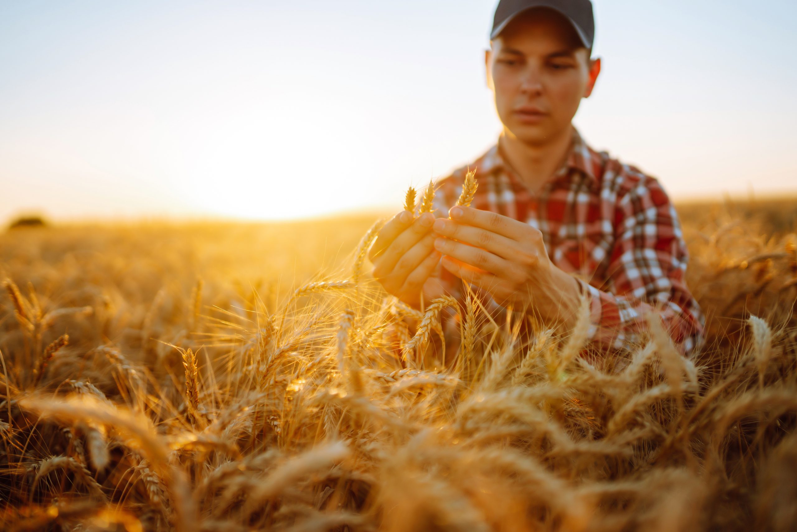Man touching wheat spikelets in field. Farmer with ears of wheat